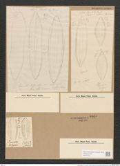 Surirella turgida W. Sm. (de-Toni-Nr.: Genus 53, Species 2237) Zeichnungen Sammlung Grunow Nr. 4665 (NHMW-BOT-W0372731)